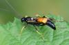 Ichneumon sp.